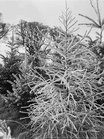 PINES IN FROST